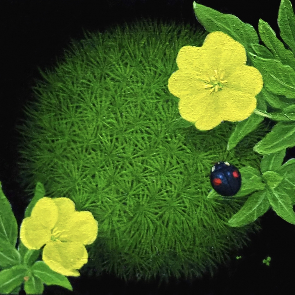 今津 奈鶴子/こけさんぽ(お月見)/exid80575wid70811