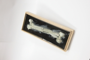 山田 勇魚/標本_08