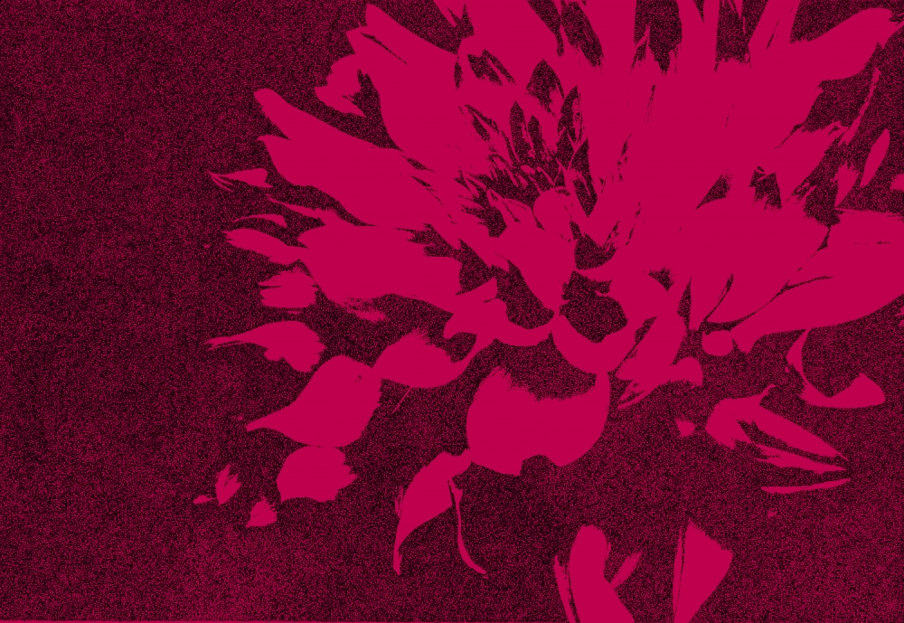 文蔵/flower(dahlia) red version/exid34926wid33553