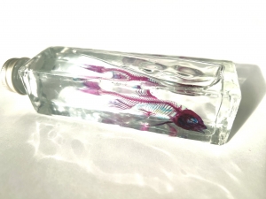 ヒカリタケウチ/オイカワ透明標本