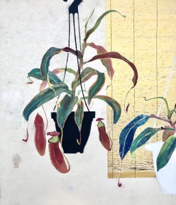 exid125377wid109304 / Nepenthes