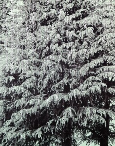 exid116408wid101412 / The Cascade of Leaves