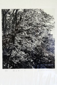 exid116406wid101410 / 或る日 Ⅱ