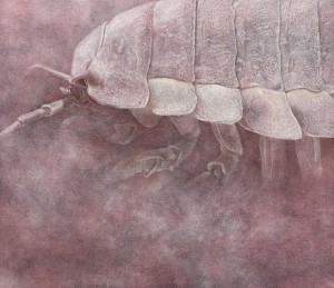 exid135012wid115359 / Giant isopod