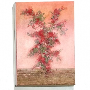 exid111114wid96395 / Bougainvillea