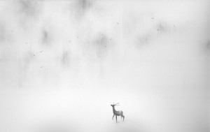 exid118910wid103406 / ワルツ