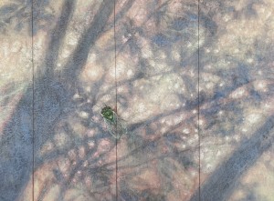 exid118904wid103400 / 蝉は一生 自分の木を探しているⅠ