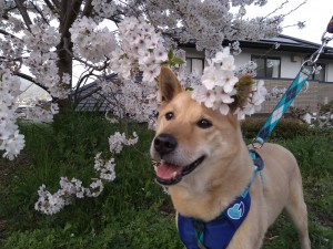 片山 めい